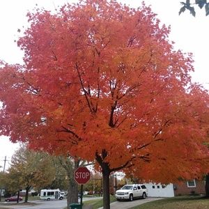 Meet your Posher, Marlyne